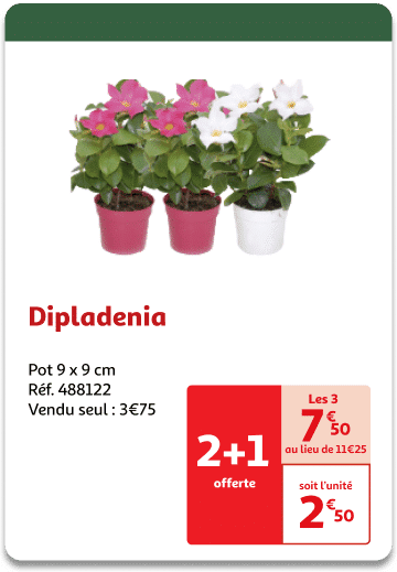 4-Dipladenia.png