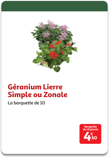 8-Geranium-Lierre-Simple-ou-Zonale.png
